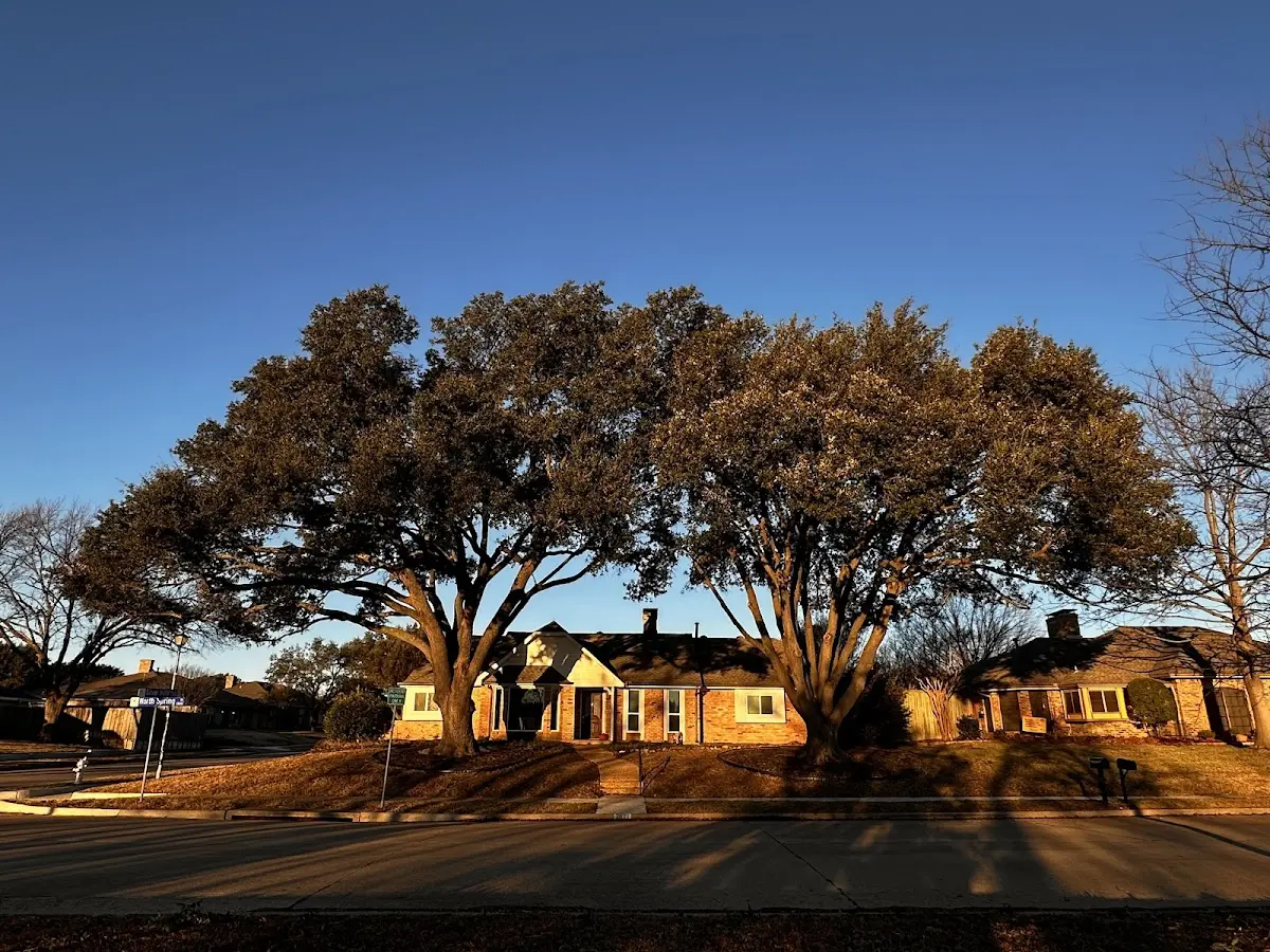Established residential canopy tree shading a home in Sea Isle City
